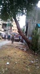 Big Tree removing through giant cran