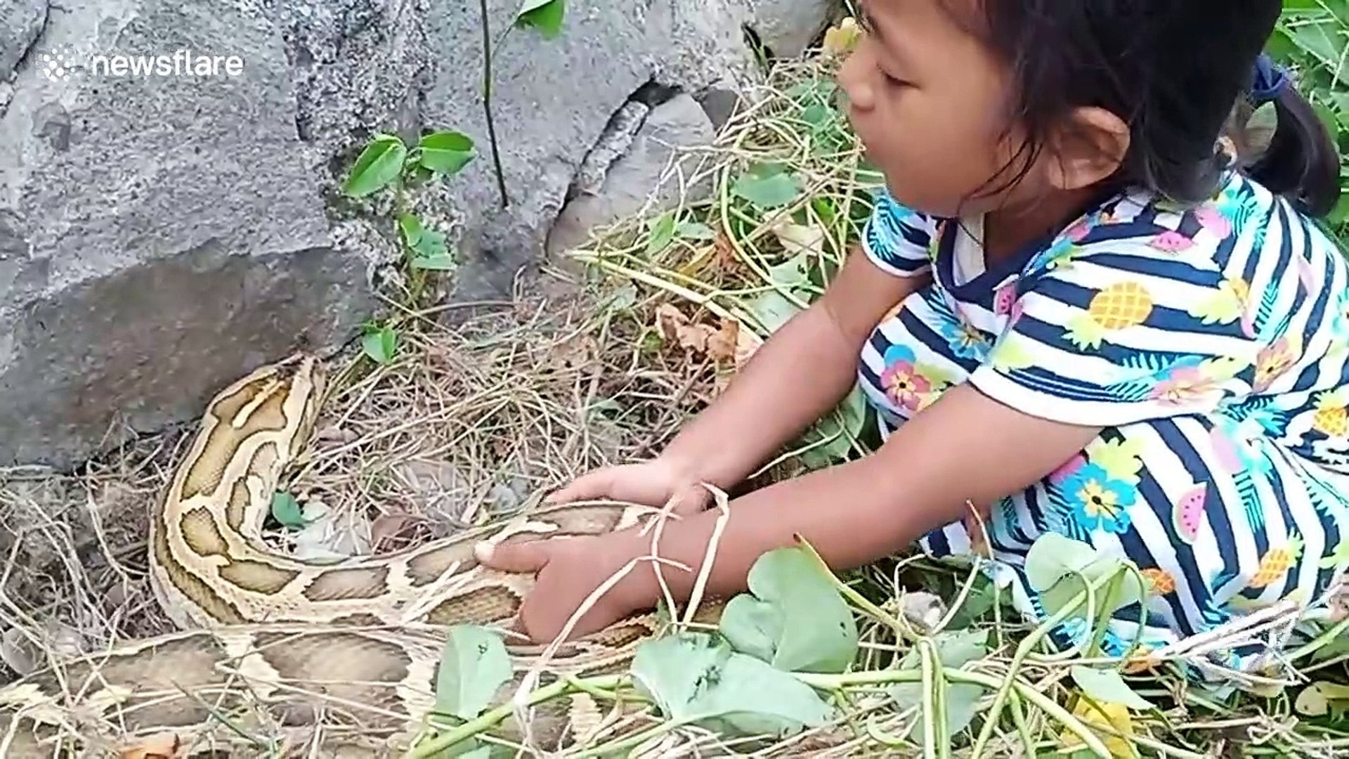 ⁣Indonesian toddler kisses and pets five-metre python in dangerous encounter