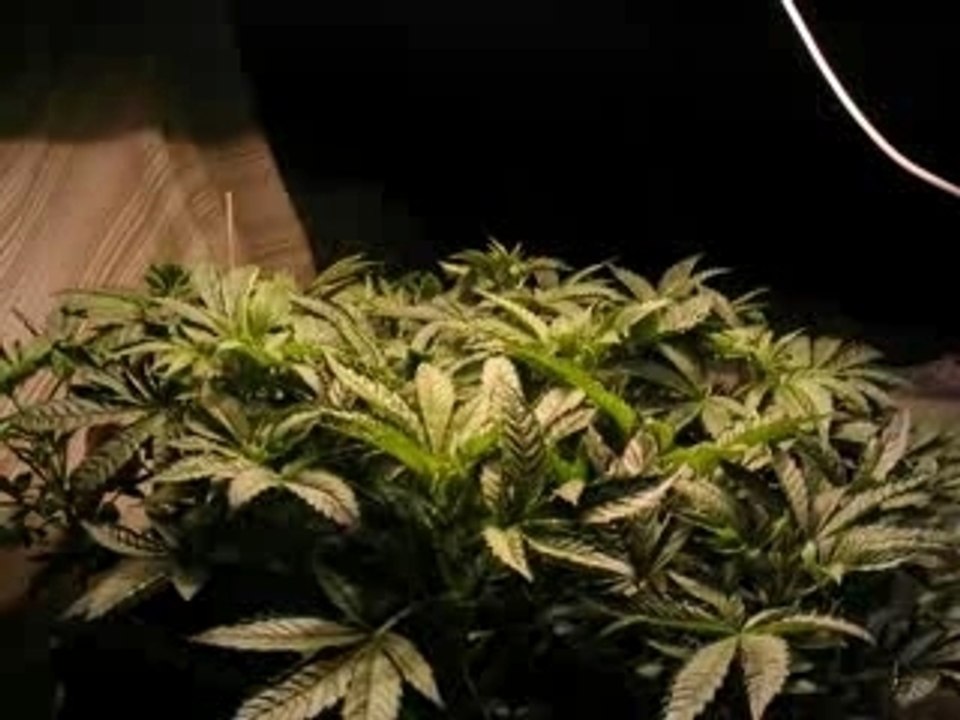 Cannabis Time Lapse Video Overgrow pot ganja weed grow marij