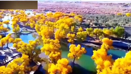 Sonbaharın yaklaşmasıyla Desert Poplar ormanı sarıya büründü