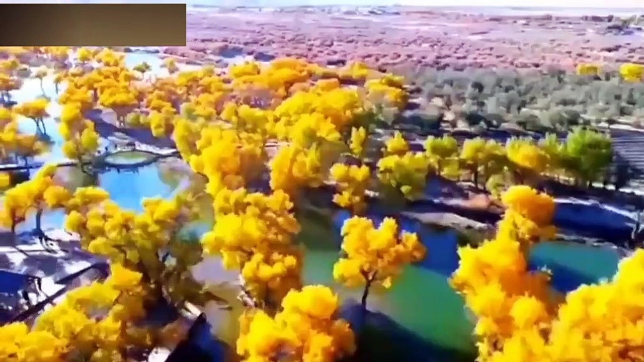 Sonbaharın yaklaşmasıyla Desert Poplar ormanı sarıya büründü