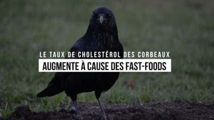 Le taux de cholestérol des corbeaux augmente à cause des fast-foods