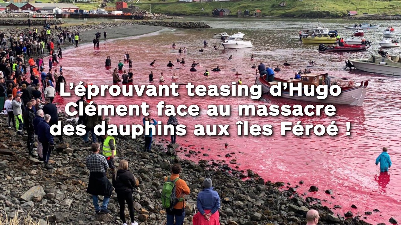 L’éprouvant teasing d’Hugo Clément face au massacre des dauphins aux îles Féroé !