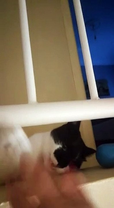 nilo