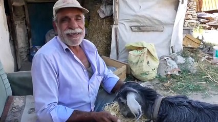 Sevimli oğlak sahibine yol arkadaşı oldu - KONYA