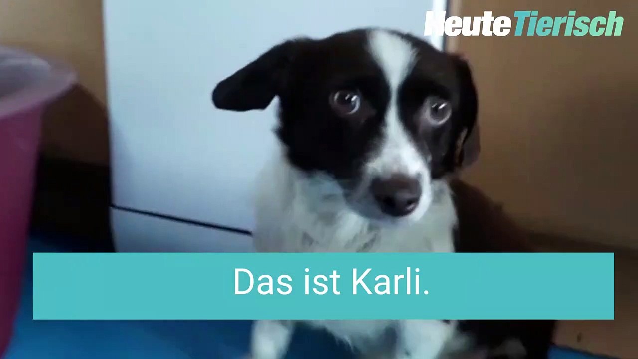 Danke 'Heute'! Hund Karli bekommt Rollstuhl