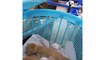 ¡Gatitos rescatados de un tubo de ventilación! | El Dodo