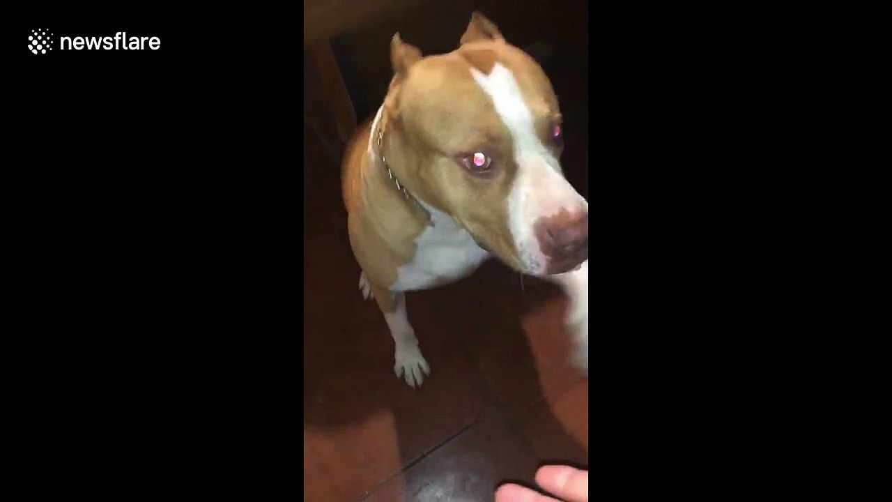 Excitable dog reunited with owner in El Salvador after spending two years apart