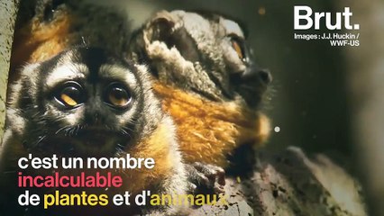 Quelles sont les conséquences des incendies en Amazonie ?