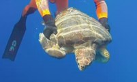 Pantelleria - Liberata tartaruga incastrata fra attrezzi da pesca (29.08.19)