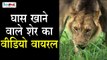 Caught in Camera | Gujarat के जंगल में शेर खा रहा था घास |Indian Lion Eating Grass - Vegetarian Lion