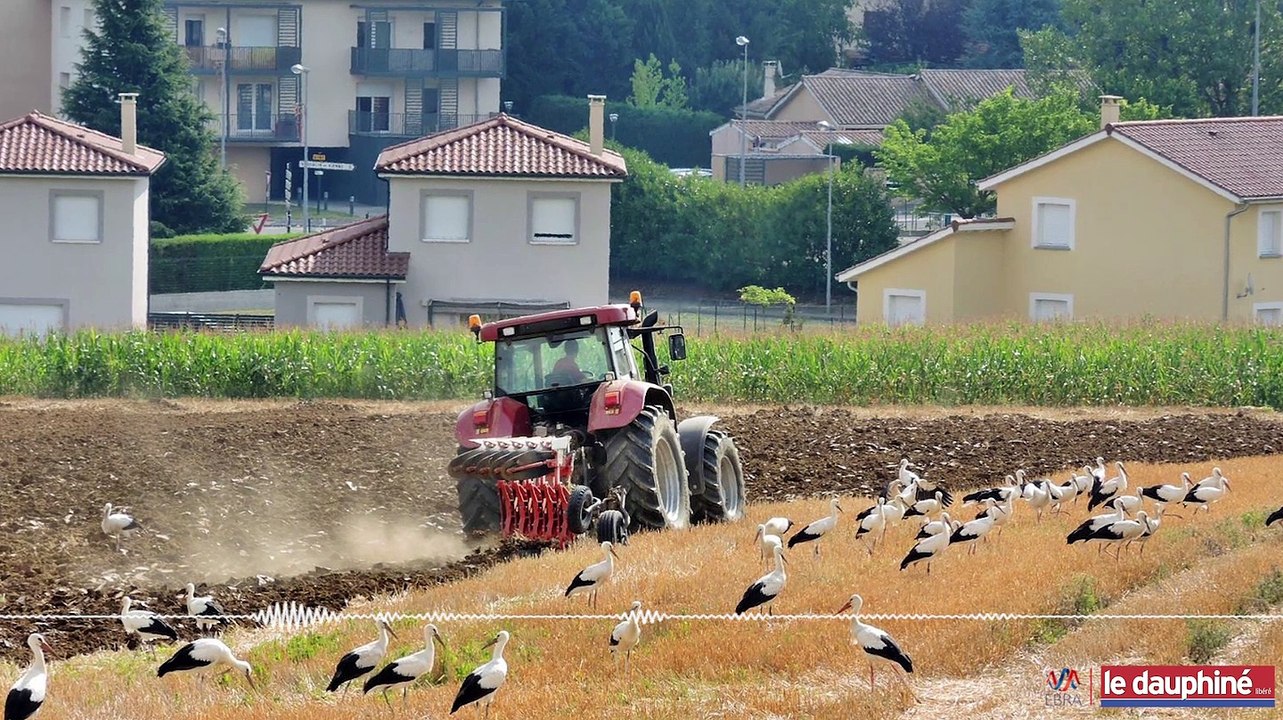 Les cigognes annoncent-elle un hiver précoce ?