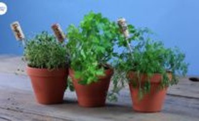 These Easy Herb Garden Markers Are the Best Reason to Drink More Wine