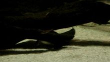Platypus