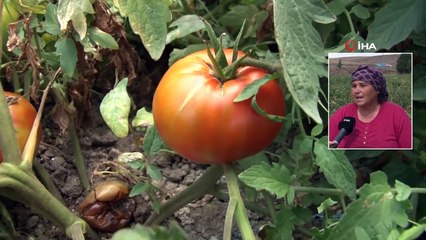 Bir Asırlık Tohumdan Ürettiği Ayaş Domatesi Siparişine Yetişemiyor