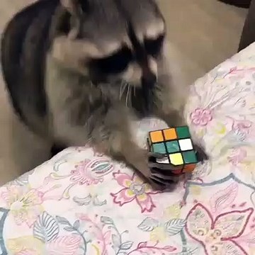 Quand un raton-laveur intelligent essaie de résoudre le Rubik's cube, voici ce qui arrive !