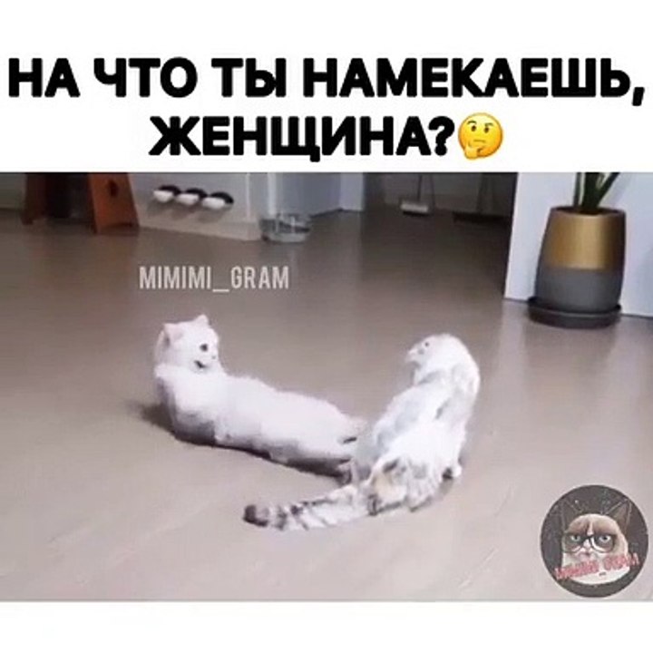 Une conversation trop drôle se tient entre deux superbes chats. Regardez !