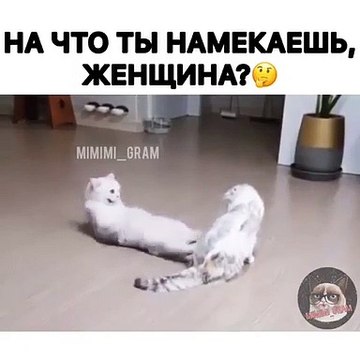 Une conversation trop drôle se tient entre deux superbes chats. Regardez !