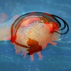 Fantastique ! Admirez la beauté de ce Triopha maculata