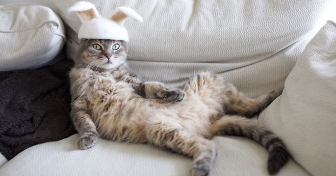 Ces chats disposent d'une impressionnante collection de «chapeaux» confectionnés à partir de leurs poils