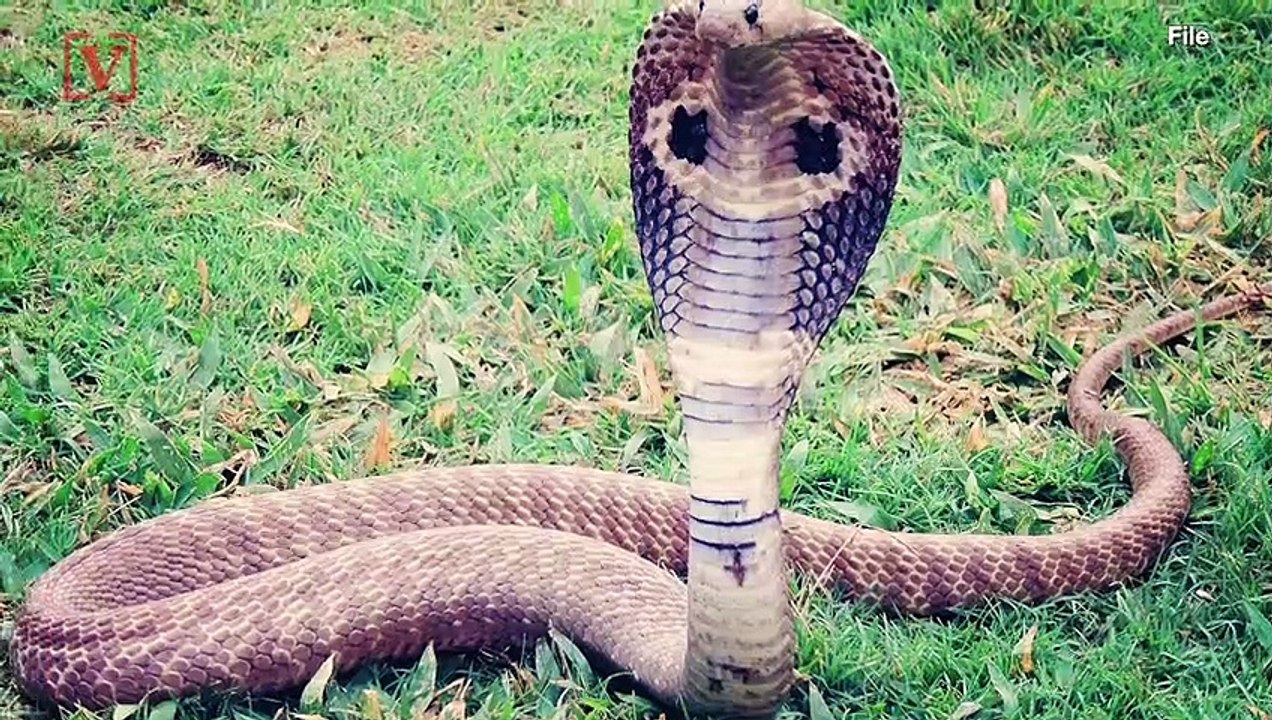 German Apartment Complex Evacuated as Officials Try to Catch a Deadly Cobra on the Loose