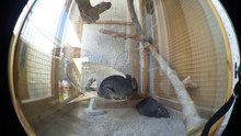 ▷ Gerbils in their Wheel ◁ | Funny Gerbils Playing | Beautiful Gerbils