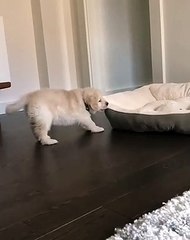 Cet adorable chiot aide à la réorganisation de l’appartement. Trop cute !