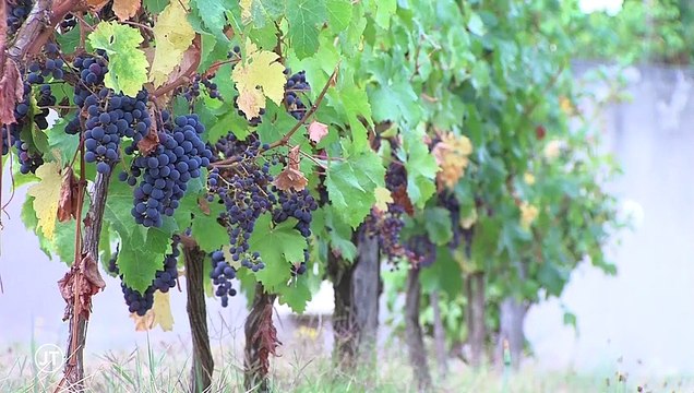 OENOTOURISME / 350 domaines labellisés en Val de Loire