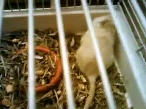 ▷Newborn Gerbils with their Mother ◁ | Beautiful Gerbils | The Most Affectionate Gerbils