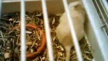 ▷Newborn Gerbils with their Mother ◁ | Beautiful Gerbils | The Most Affectionate Gerbils