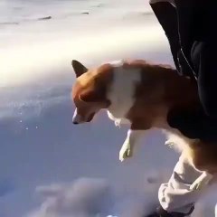 Vous allez rester bouche bée ! Ils jetaient le chiot hors d’un avion.