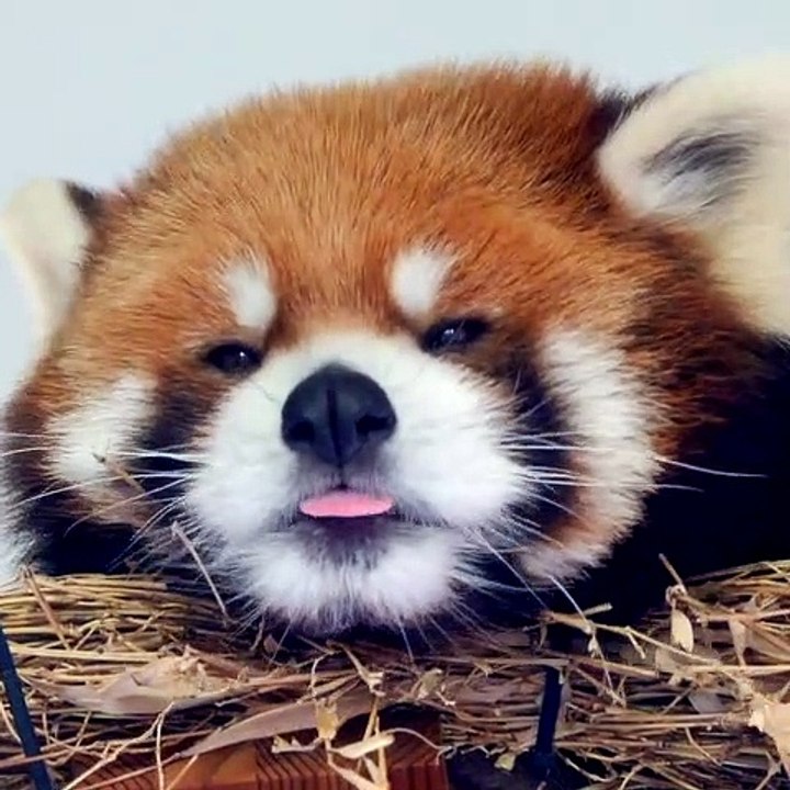 Ce bébé panda roux est trop mignon. Admirez ! - Vidéo Dailymotion