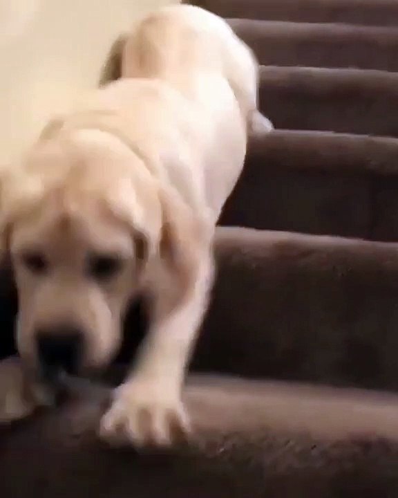 Ce chiot a trouvé un moyen de se faire masser le ventre ET de descendre les escaliers