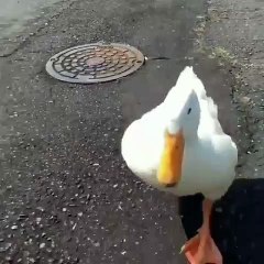Ce petit canard se dandine comme un bébé dans la rue. Trop chou