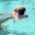 Quand bébé bulldog apprend à nager dans une grande piscine. Trop cute !