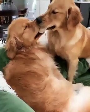 Ces deux chiens sont trop têtus. A mourir de rire !