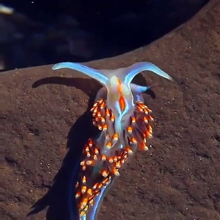 Admirez cette Hermissenda opalescens, une espèce de limace de mer aux couleurs vives !