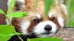 Ce panda roux est curieux de voir ce qui se cache derrière les herbes.  A voir
