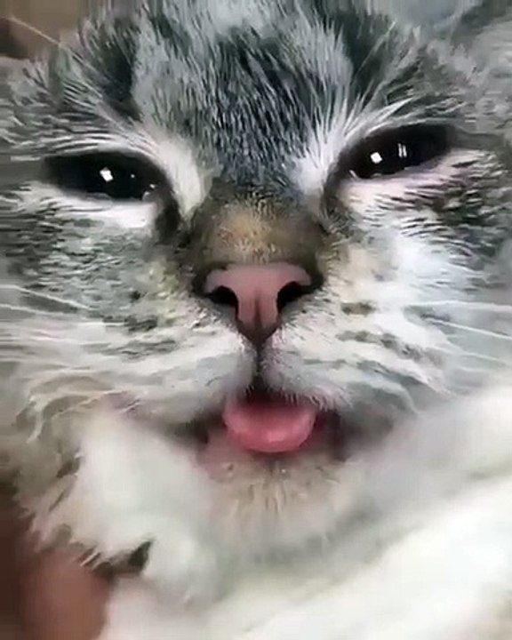 Cette chatte n'aime pas qu'on joue avec sa langue. Hilarant !