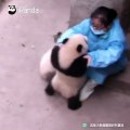 Ces bébés pandas sont jaloux des autres quand la nanny leur fait des câlins. Trop cute