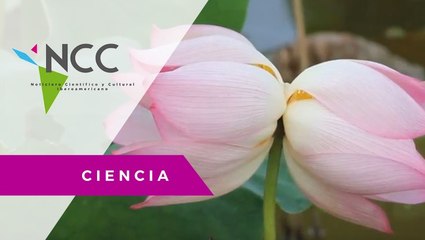 Fotógrafo descubre raro loto gemelo en China