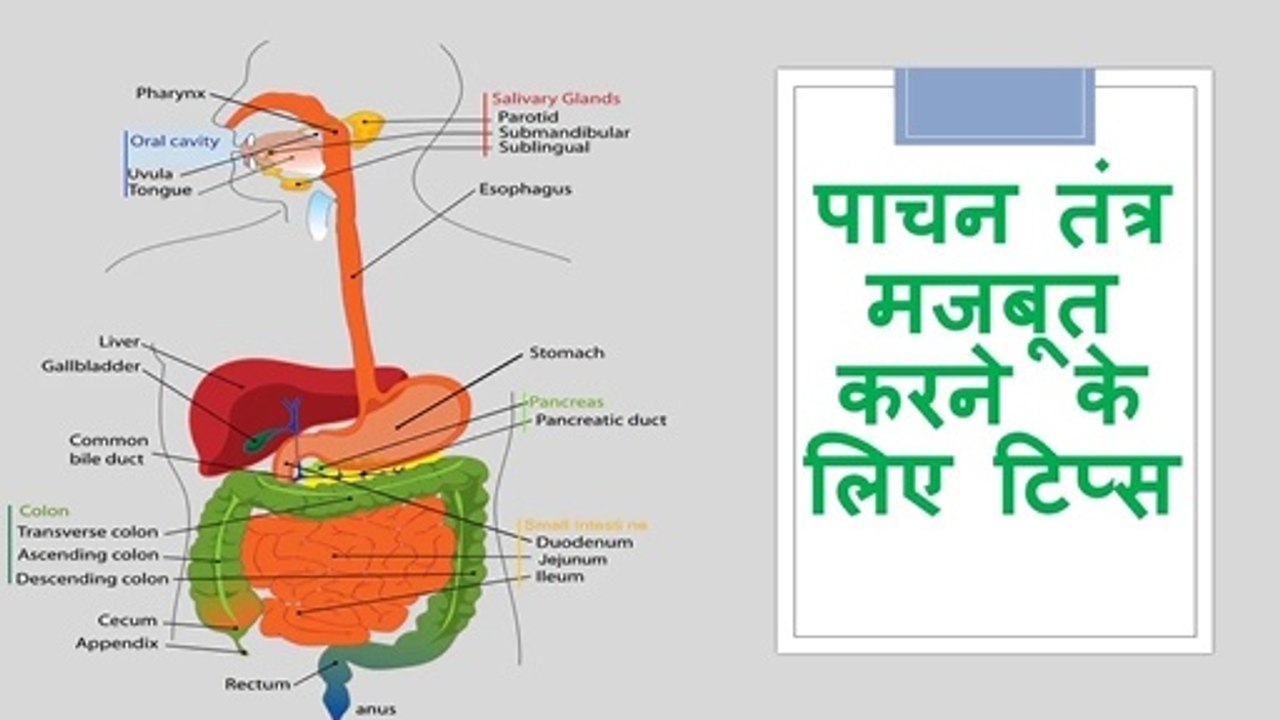 पाचन तंत्र मजबूत करने  के लिए टिप्स  ||Tips To Strengthen The Digestive System