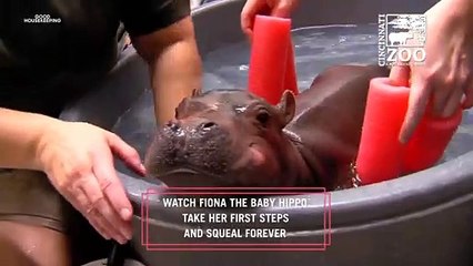 Watch Fiona the Baby Hippo Take Her First Steps and Squeal Forever