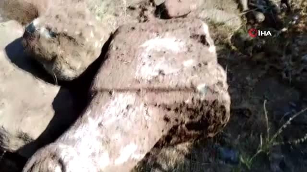 Erzurum'da koç başlı mezar taşları bulundu