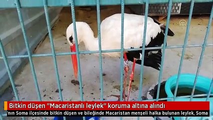 Bitkin düşen "Macaristanlı leylek" koruma altına alındı