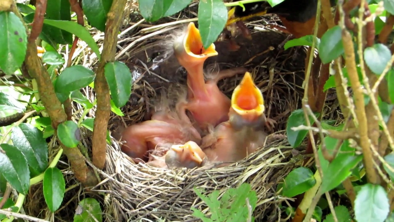 Feeding the Hungry Baby Birds