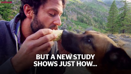 Dogs Really Can Tell If Someone Is a Bad Person