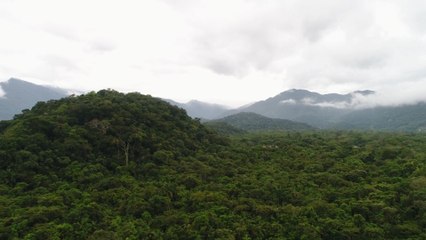 The Amazon Rainforest is on Fire