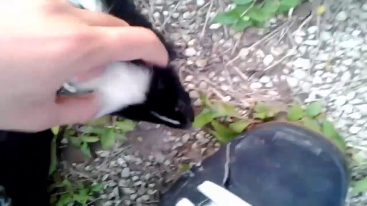 Il rencontre une petite mouffette tellement affectueuse... Adorable