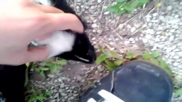 Il rencontre une petite mouffette tellement affectueuse... Adorable